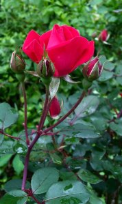 Red rose buds