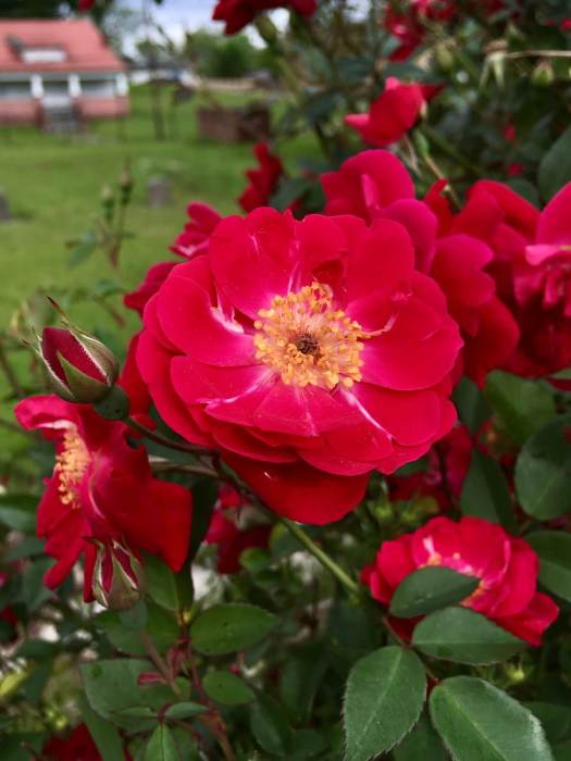 Red rose growing in a cemetery