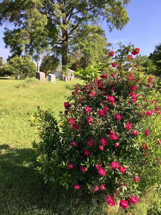 Red rose in Greenwood Cemetery, Jackson, MS