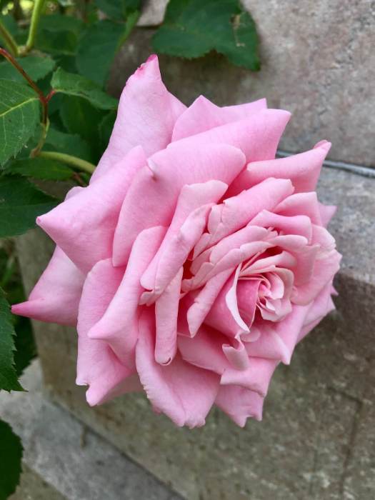 Rosa 'Belinda's Dream'