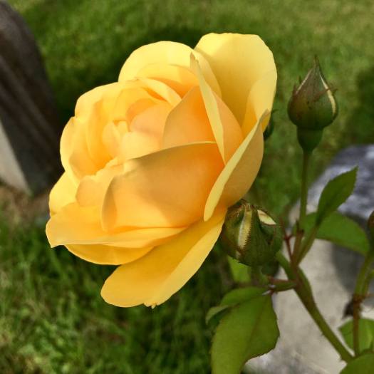 Rosa 'Graham Thomas'