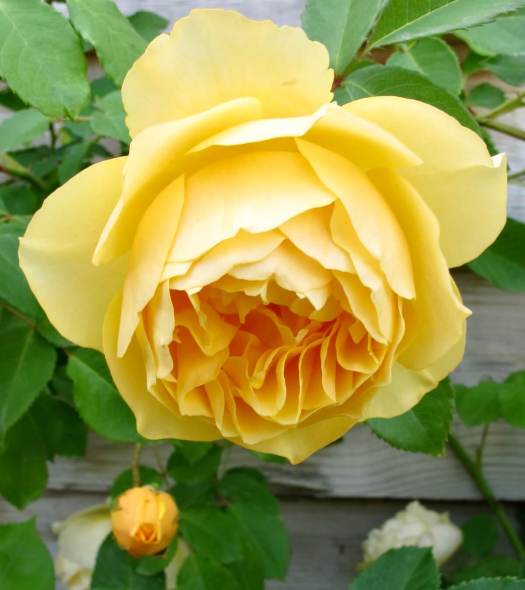 Rosa 'Graham Thomas'