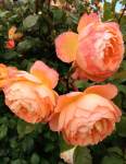 Droopy Roses: The Ones That Nod – Susan Rushton