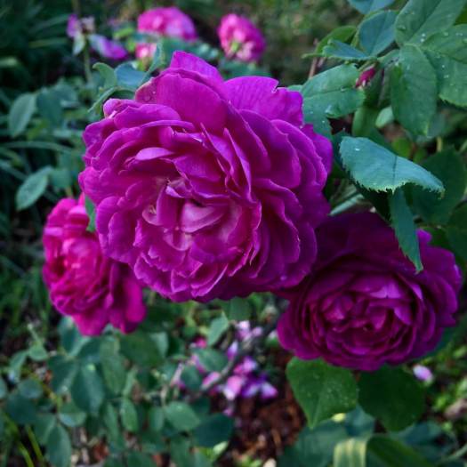 Rosa 'Reine des Violettes'