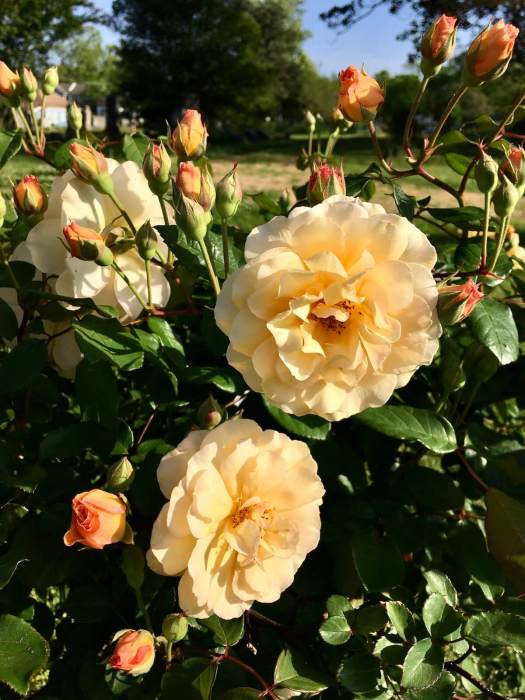 Roses with lots of buds