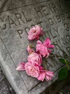 Roses blooming against a gravestone