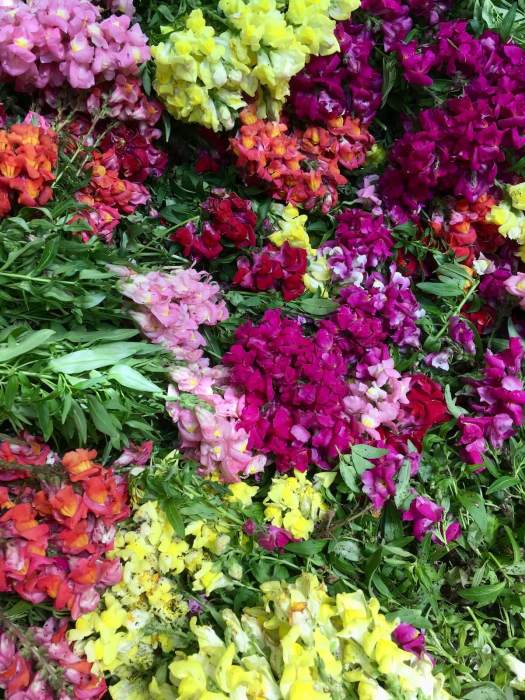Snapdragons thrown away at the peak of flower
