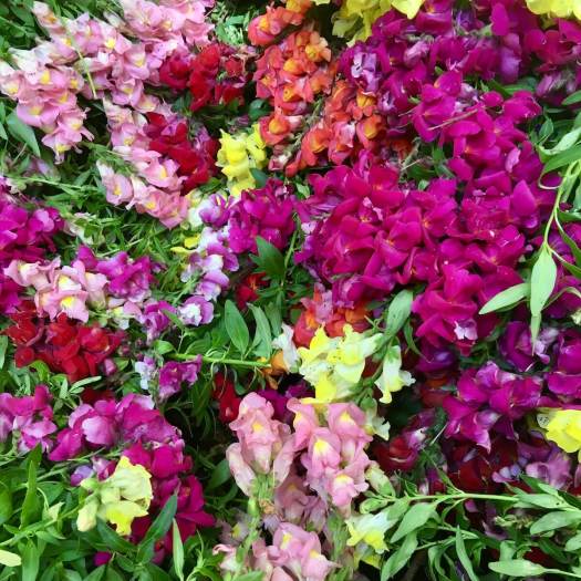 Snapdragons torn up mid flowering