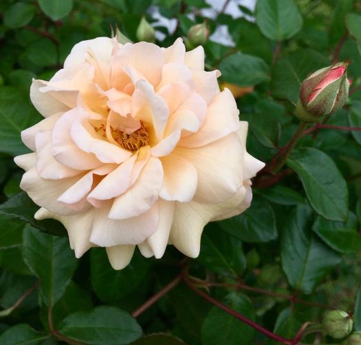 Soft apricot rose