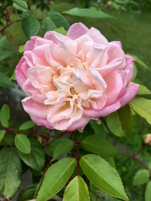 Strawberry and cream rose