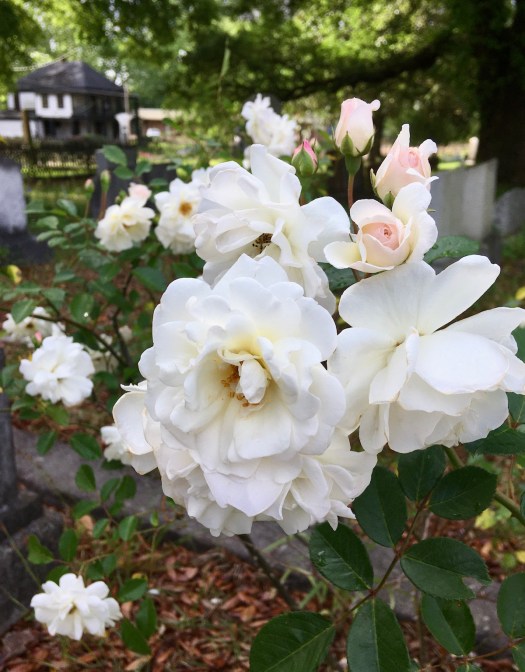 White rose in Greenwood Cemetery, Jackson, MS