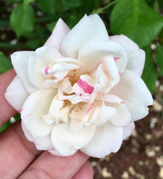 White rose speckled pink