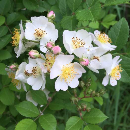 White rose with pink buds