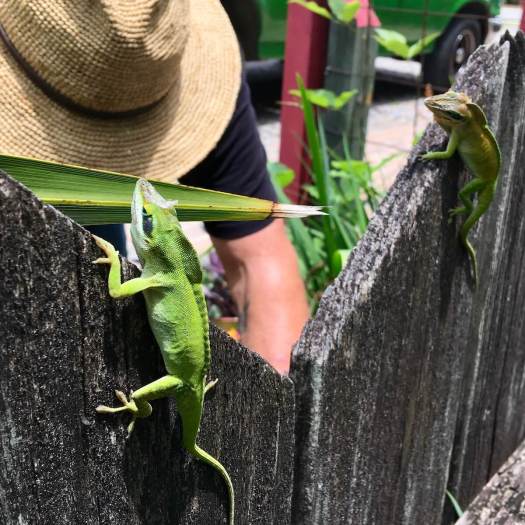 Green anoles warn each other with raised crests