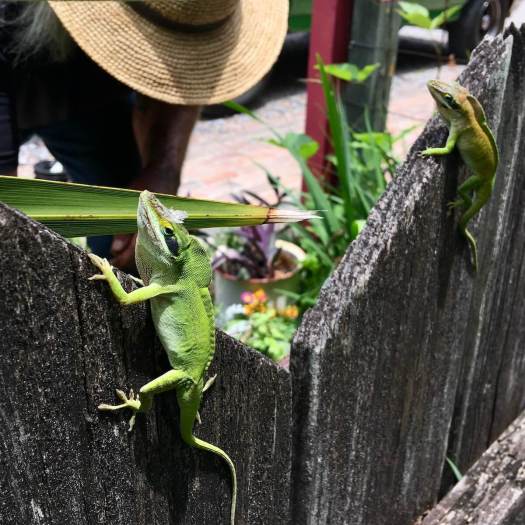 Green anoles displaying with dorsal crests raised