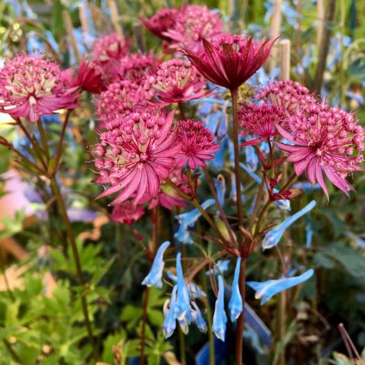 Astrantia and corydalis