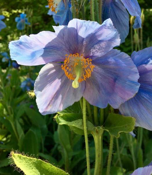 Blue poppy