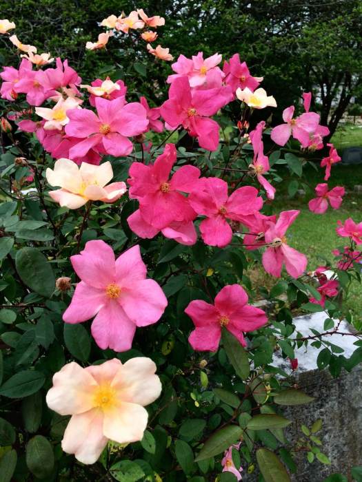 Butterfly rose (Rosa mutabilis)