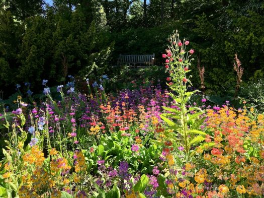 Candelabra primulas with meconopsis