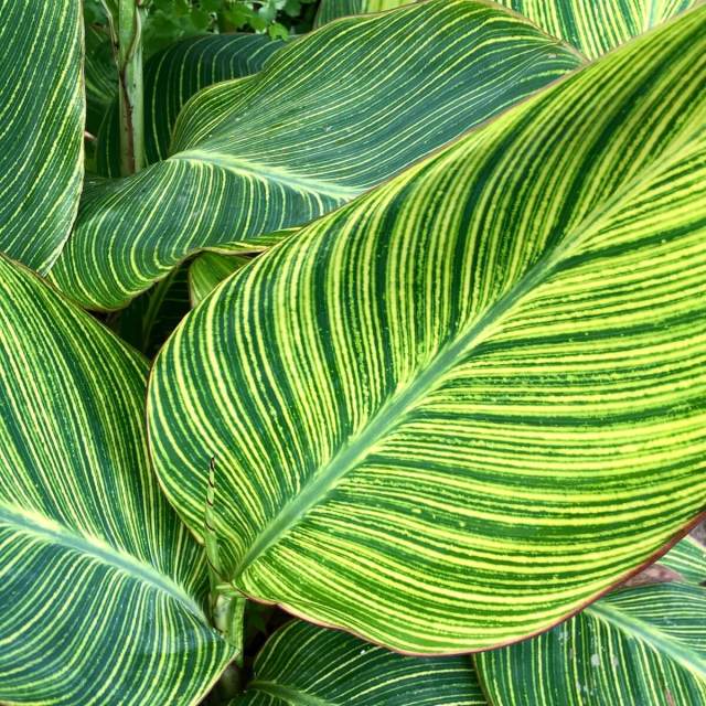 Striped Canna Lily: Canna 'Bengal Tiger'  Susan Rushton