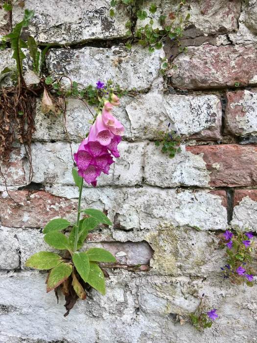 Foxglove growing in the brick wall of a terraced house