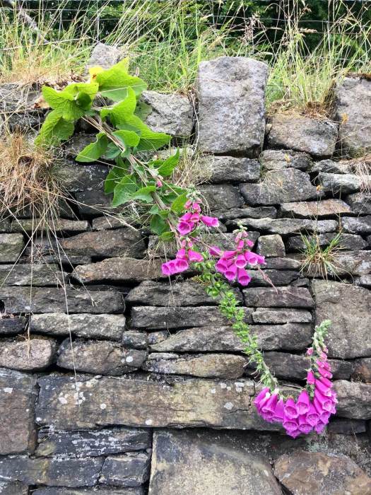 Foxglove growing on a wall