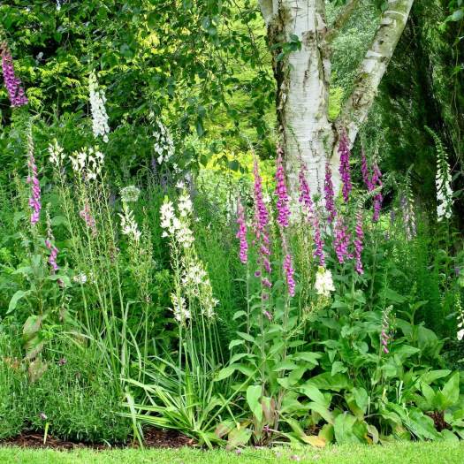 Naturalistic planting of foxgloves at the Dorothy Clive Garden