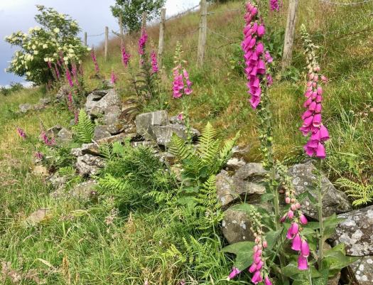 Foxgloves growing wild along a dry stone wall