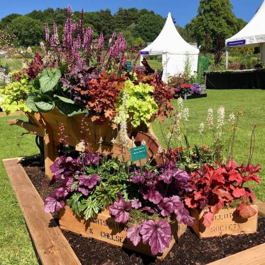Heuchera display at RHS Harlow Carr's flower show