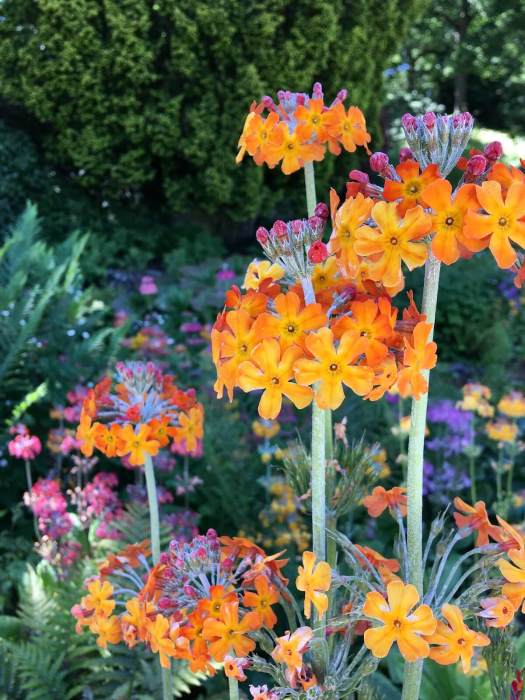 Orange candelabra primula