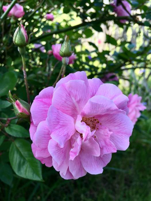 Pink shrub rose