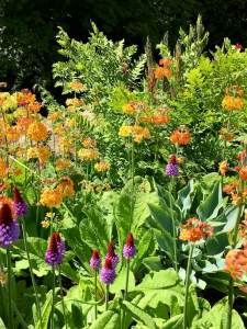 Primula vialii in the stream side border at Harlow Carr