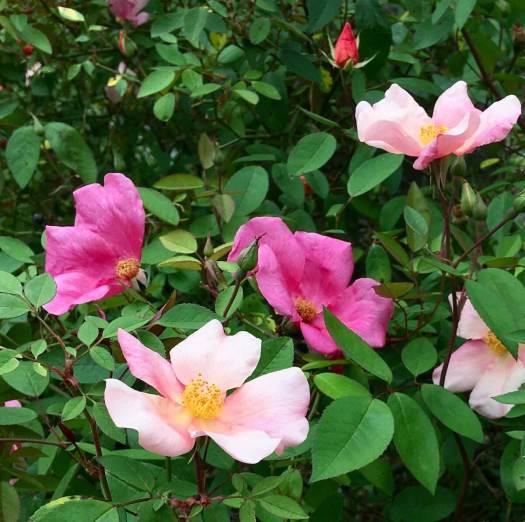 Rosa chinensis 'Mutabilis'