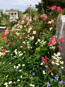 Rosa mutabilis with other flowers