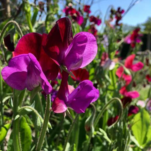 Sweet peas