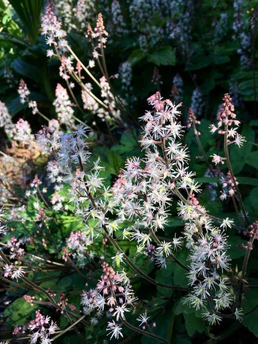 Tiarella