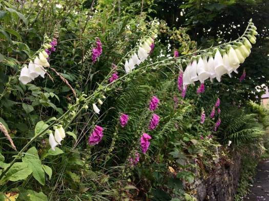 Wild white and pink foxgloves