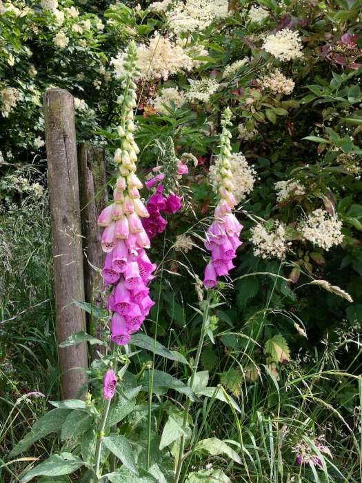 Wild foxglove hybrid with elderberry flowers beside a wooden post