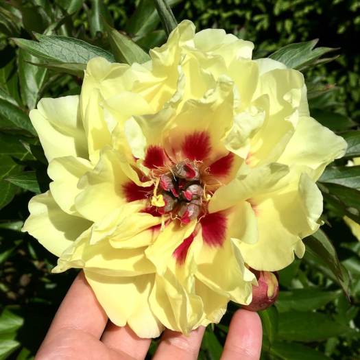 Yellow peony