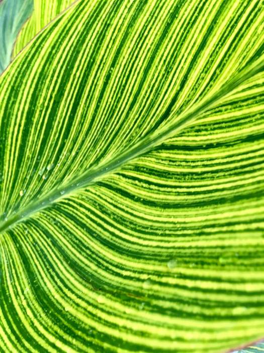 Variegated Canna lily with yellow striped leaves