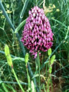 Allium sphaerocephalon with fennel foliage
