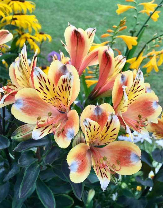 Yellow and brown alstroemeria with grey petal tips