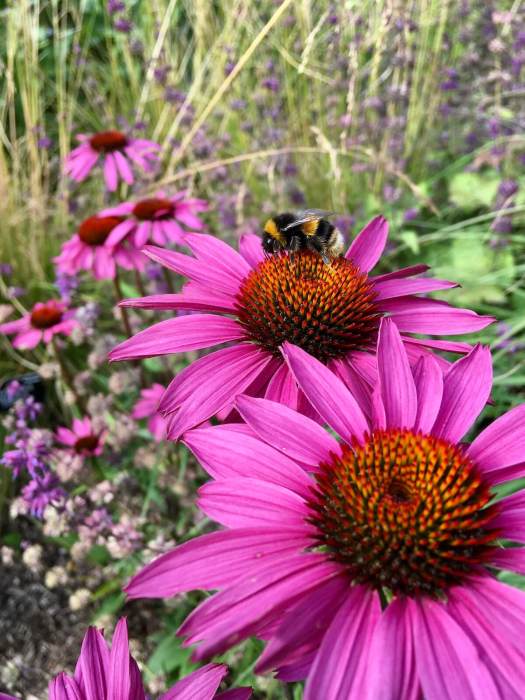 Bee on echinacea (purple coneflower)