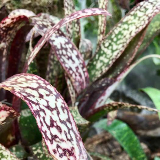 Billbergia 'Choco Mint' with chocolate and cream leaves