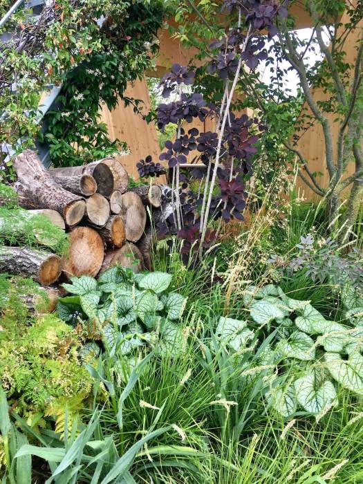 Brunnera and other foliage
