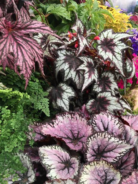 Burgundy and silver leaf begonia leaves, Dibleys Nurseries stand, Southport