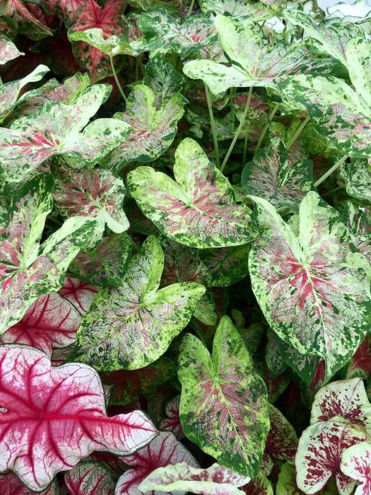 Caladium hybrids from Vreugdenhil