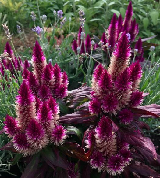Celosia with dark foliage