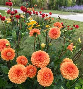 Dahlias at Floriade, July 2022