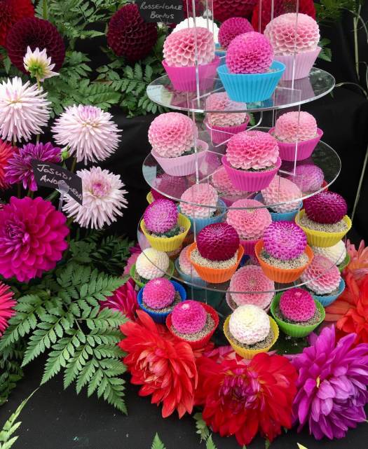 Dahlias displayed as cupcakes at the Southport Flower Show